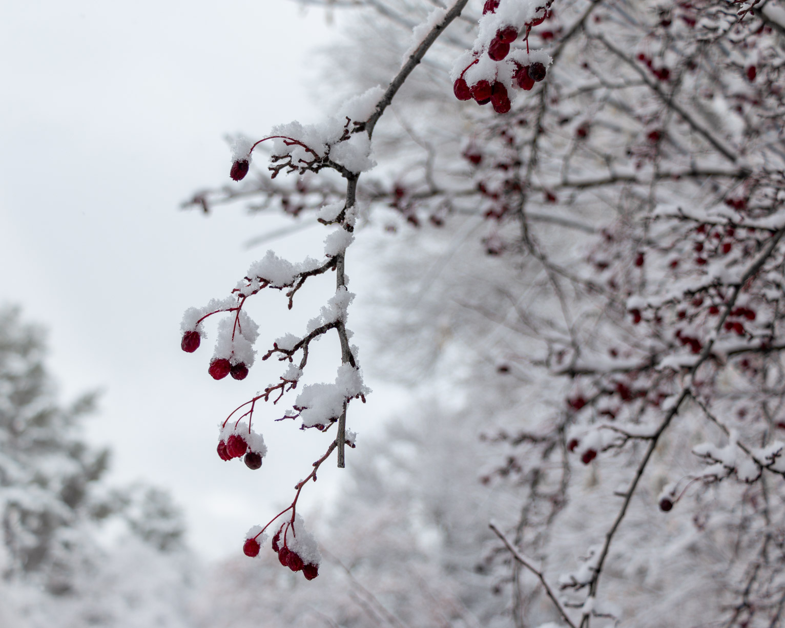 Accumulated snow on red berries